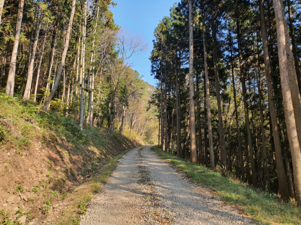 통영시, 미륵산 일주 임도 개설 완료