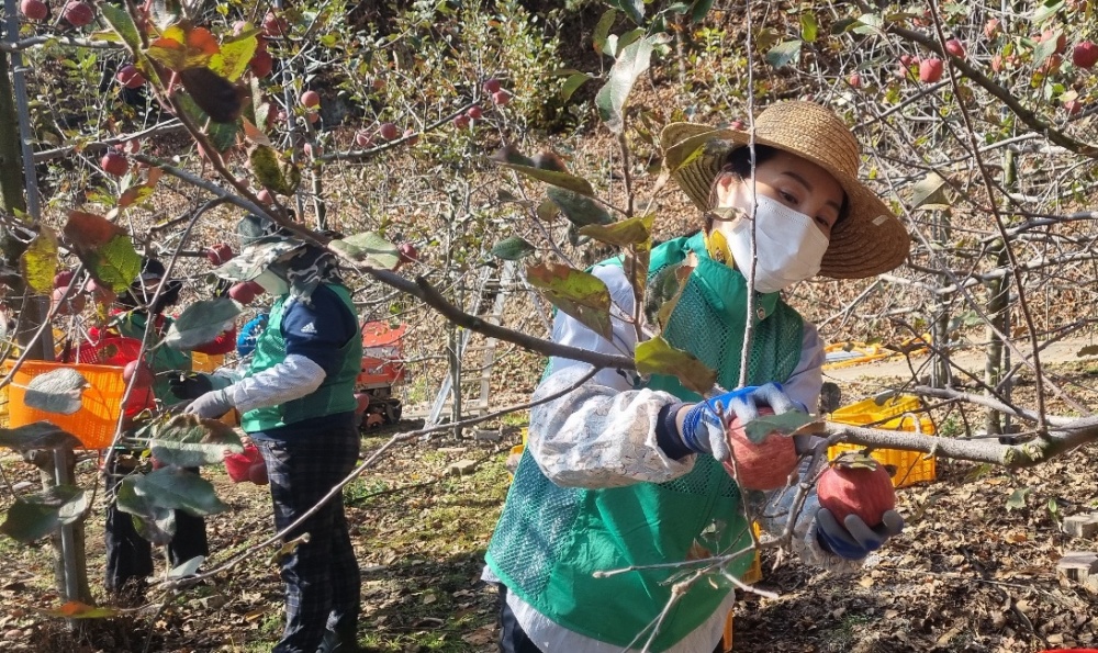 부산 북구 만덕1동 새마을부녀회, 농촌 일손돕기 봉사활동 나서