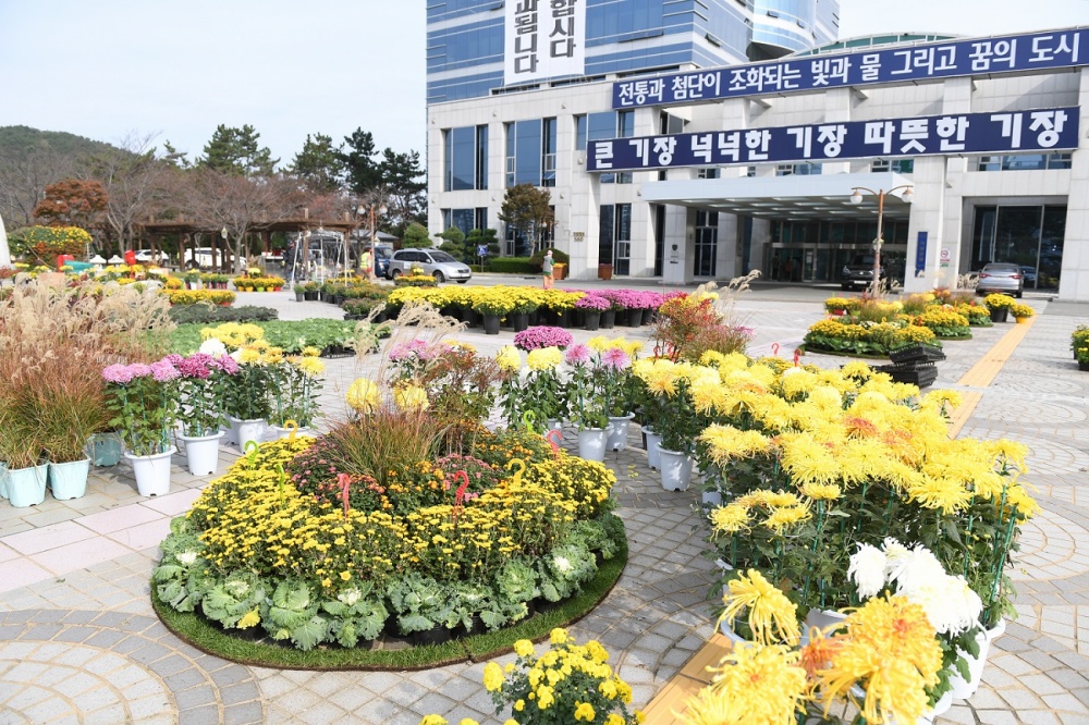 기장군,‘제5회 국화분재 전시회’ 개최