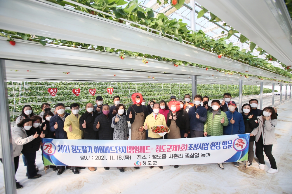 청도군, 제1호 행잉베드 재배시설 딸기 첫 출하