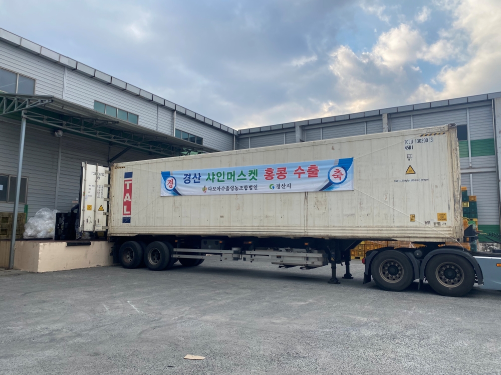 경산 샤인머스켓 홍콩 수출길 올라