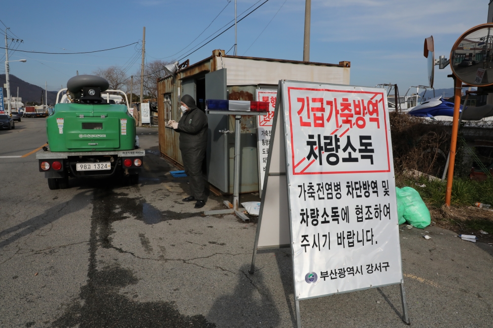 부산 강서구, 가축질병 대응 재난안전대책본부 운영