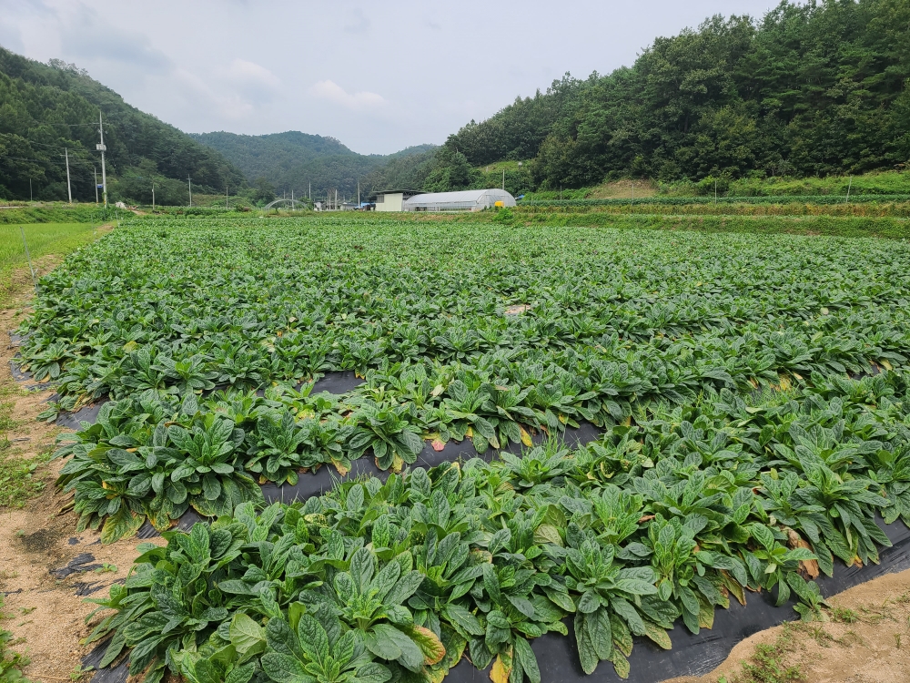 경북농기원, 약용작물 재배 성패..적지선정과 토양관리 잘해야