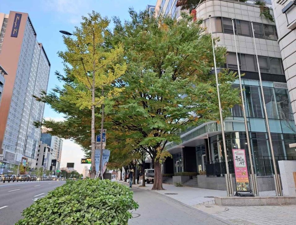 마포구, 도로변 수목관리 지원사업으로 청정 도시숲 조성