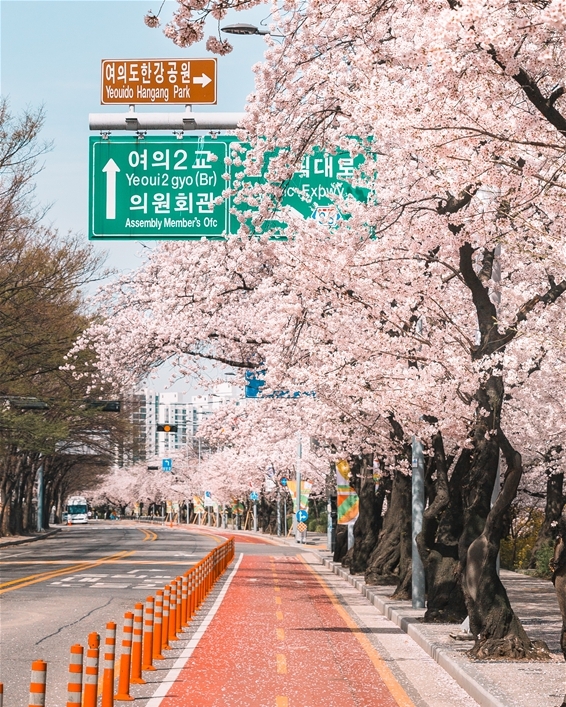영등포구, 3년 만에 여의도 벚꽃길 연다!