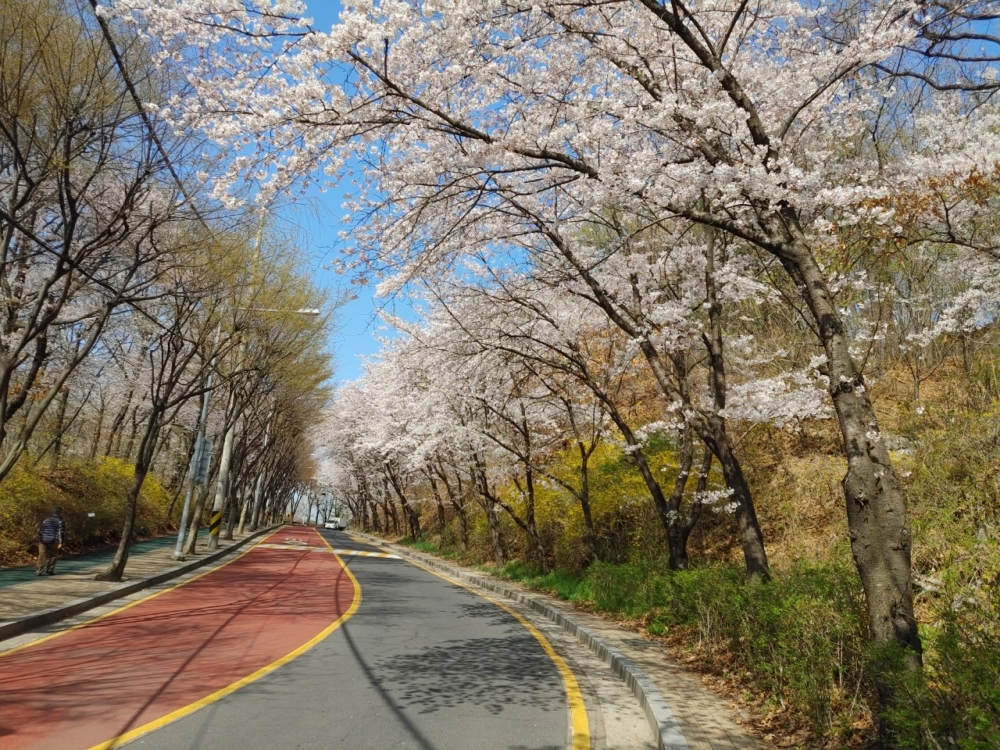 서초구 도구머리공원 벚꽃산책로에서 힐링하고, 코로나를 이겨내요