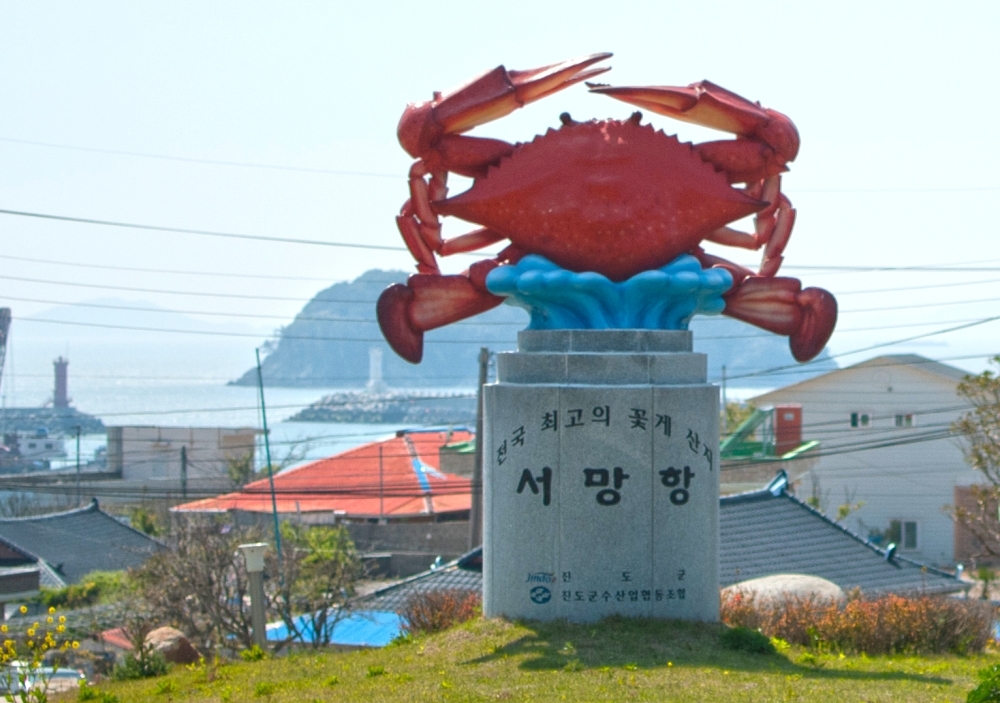 진도 서망항, ‘알 꽉차고 맛이 일품’ 진도 봄꽃게 위판 시작