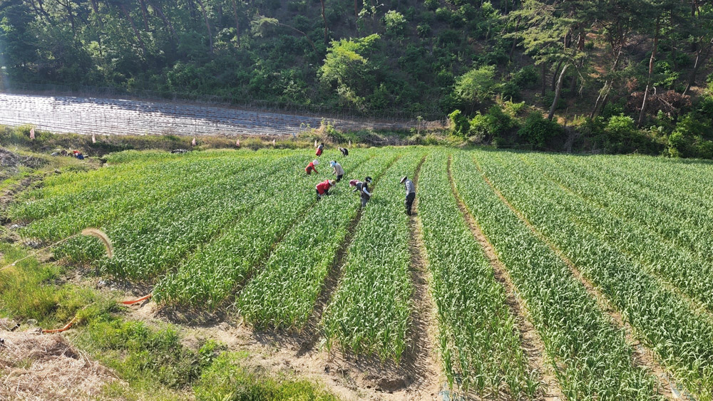 청양군, 고품질 청양마늘 생산을 위한 후기 생육관리 당부