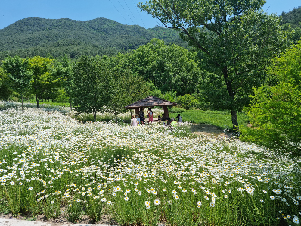 구례 지리산정원 샤스타 데이지 꽃동산 만개