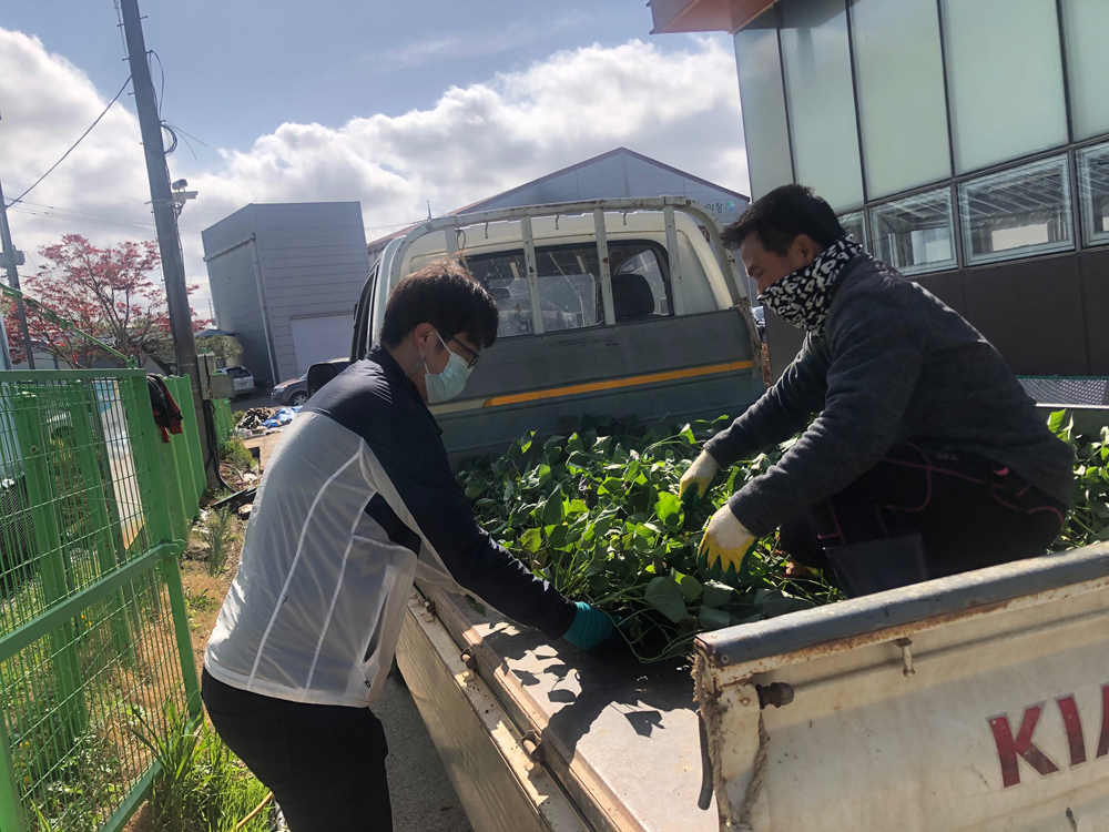 고창군, 국내 품종 고구마 조직배양 무병묘 분양