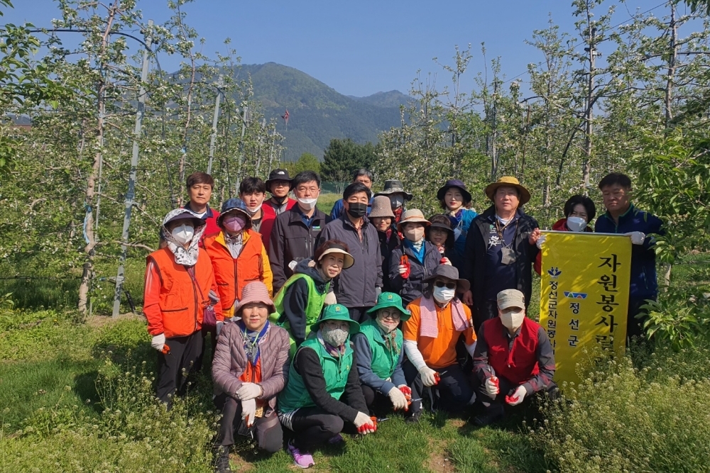 정선군자원봉사센터, ‘노블레스 오블리주’와 함께하는 농촌일손 돕기 실시