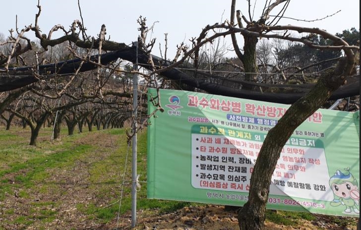 평택시, 과수화상병 확산방지를 위해 총력