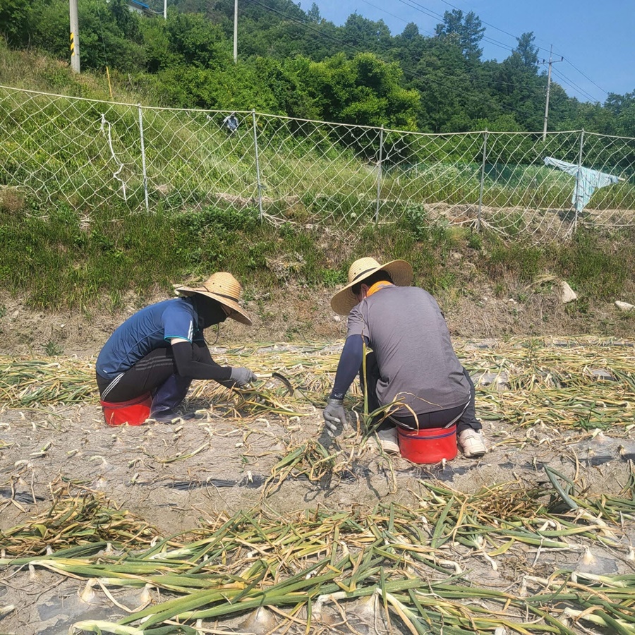 김천시, 농촌일손돕기에 구슬땀 흘려