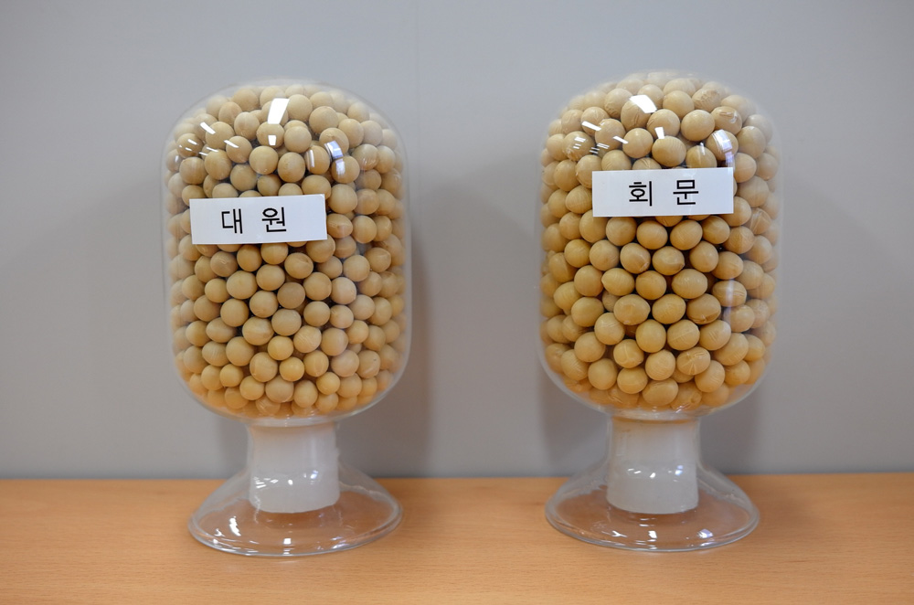 순창군, 농업기술센터 기계수확형 다수확 회문콩 농가 보급