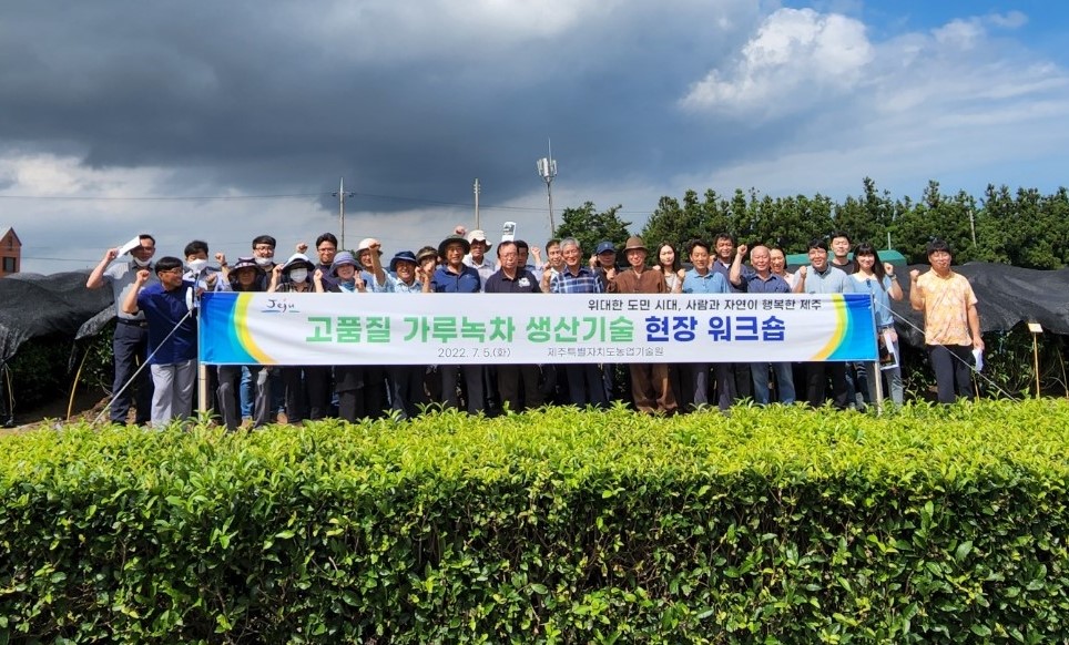 제주도, 2022년 첫물차 품질 ‘우수’…이젠 두물차