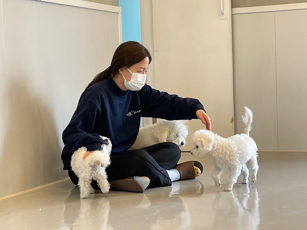 서울 서초구, 여름휴가철 반려견 안전하게 돌봐 드려요!