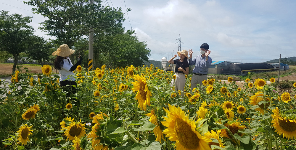 신안군, 팔금면 도로변 황금빛으로 물들다