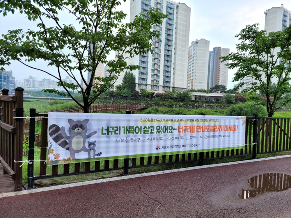 시흥시, 야생 너구리와 따로 또 같이 삽시다... 야생 너구리 접촉 주의 당부