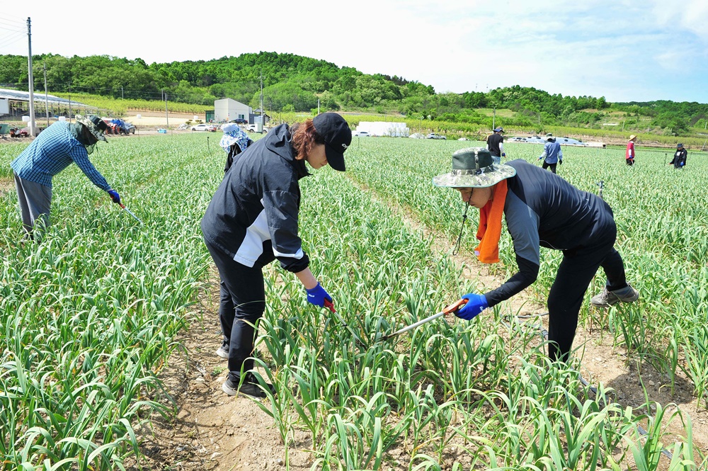 군위군 가을철 ‘농촌일손돕기’ 추진