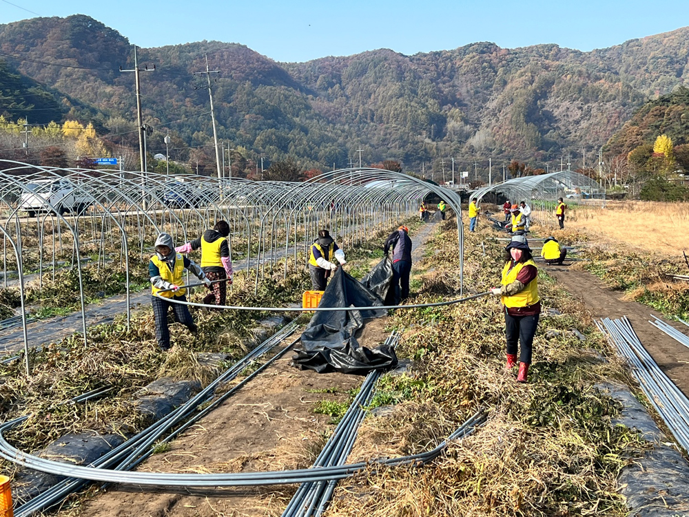 제천시, 취약농가 긴급 농촌일손돕기 나서…