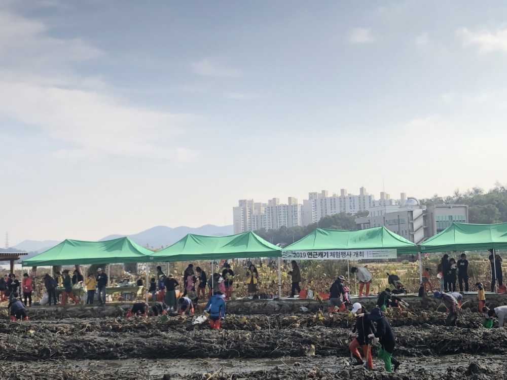 시흥시, '2022년 연근 캐기 체험행사' 15일 개최