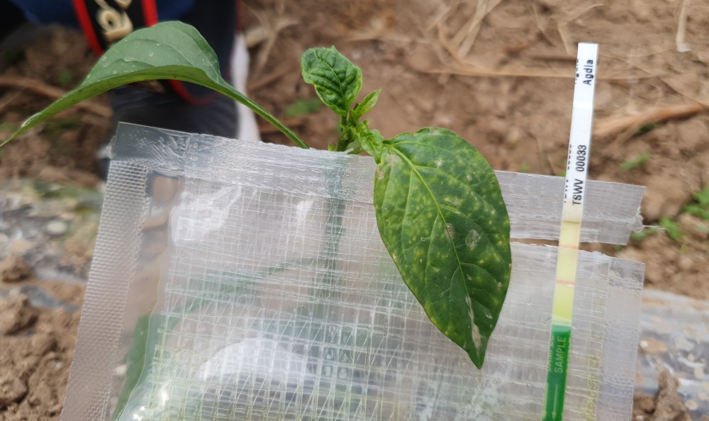 영양군 농업기술센터, 고추 바이러스 방제에 힘써