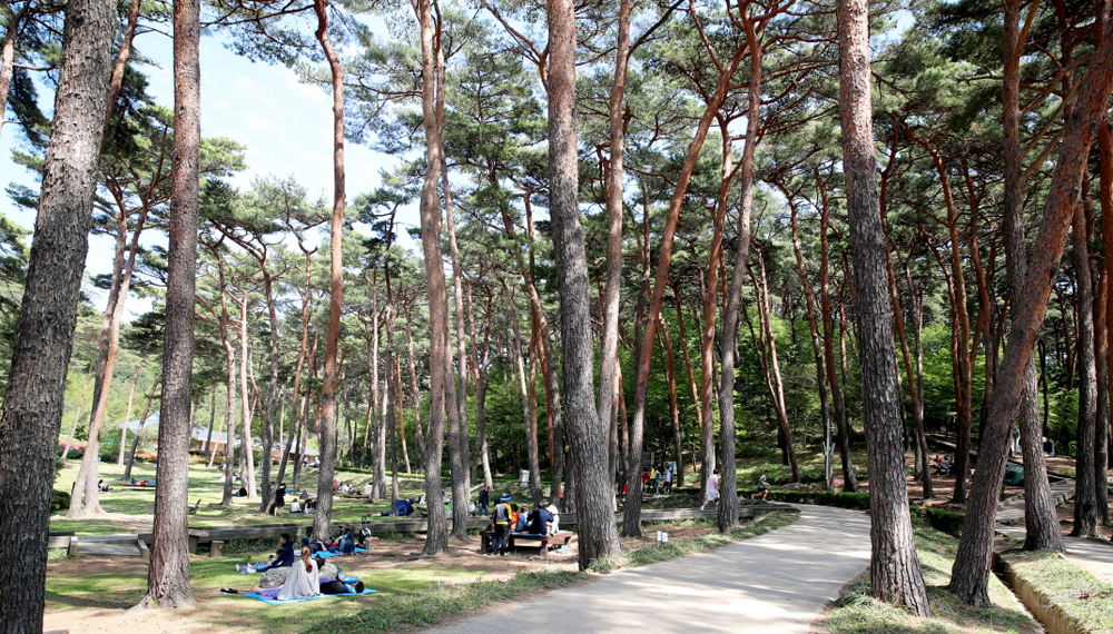 가세로 태안군수, “道 산림자원연구소 최적지는 태안 안면도”