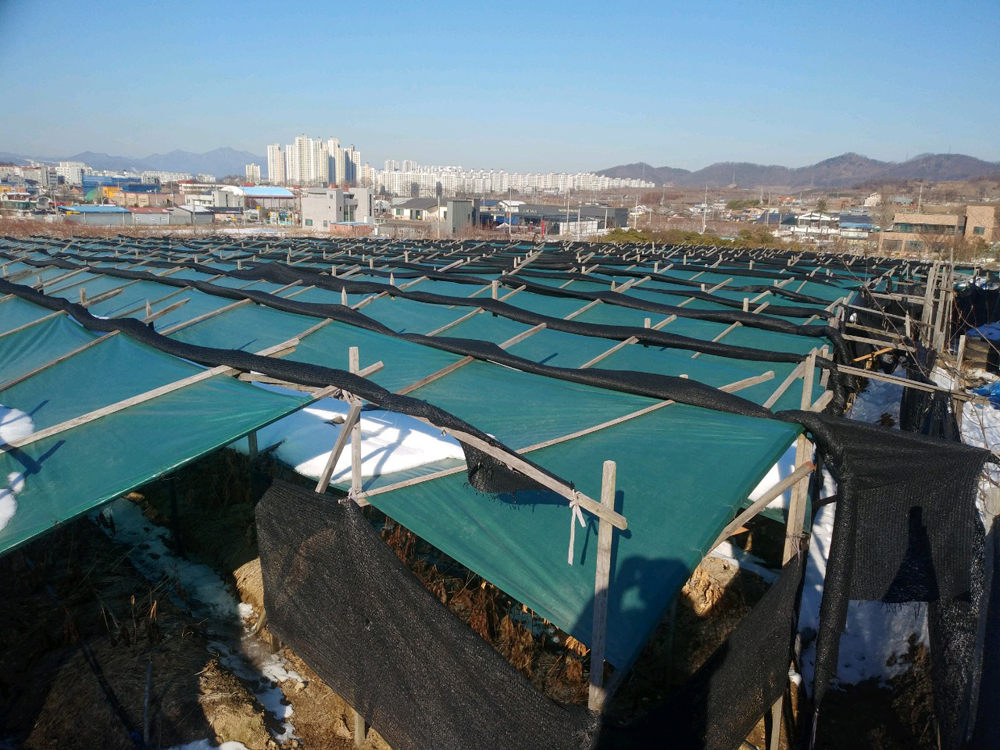 충주시, 한파 속 인삼밭 관리 이렇게!