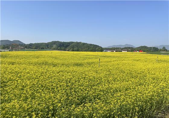 지난해 200억 원 경제효과 본 '고석정 꽃밭', 3월부터 조성 시작한다