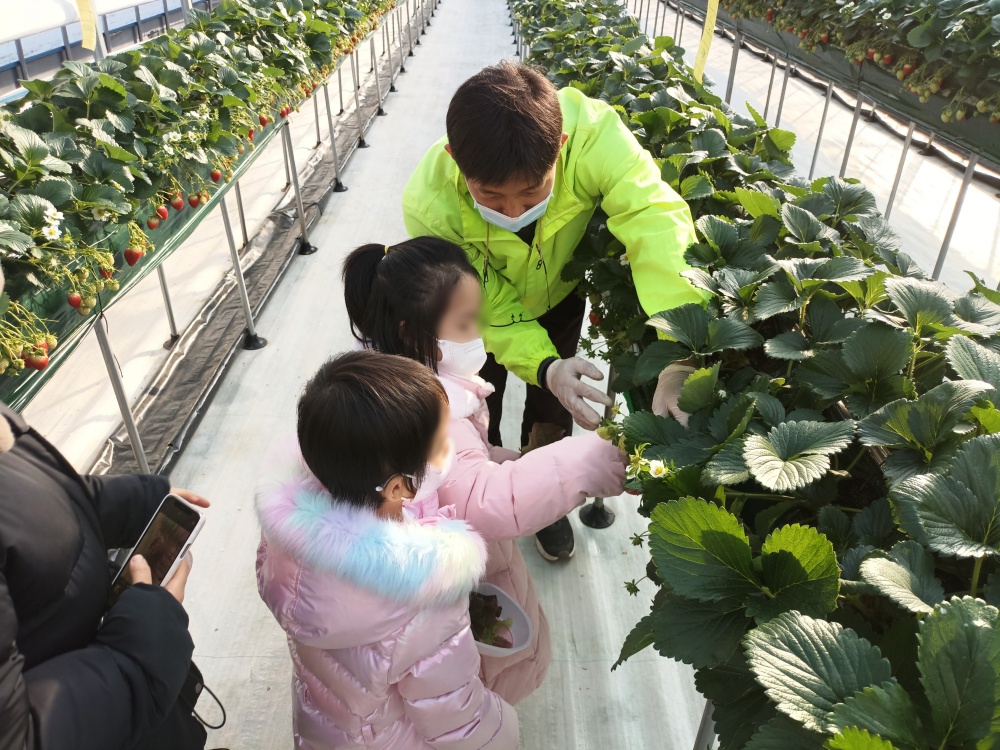 서울 강남구, '친환경 딸기 따기 체험학습' 진행