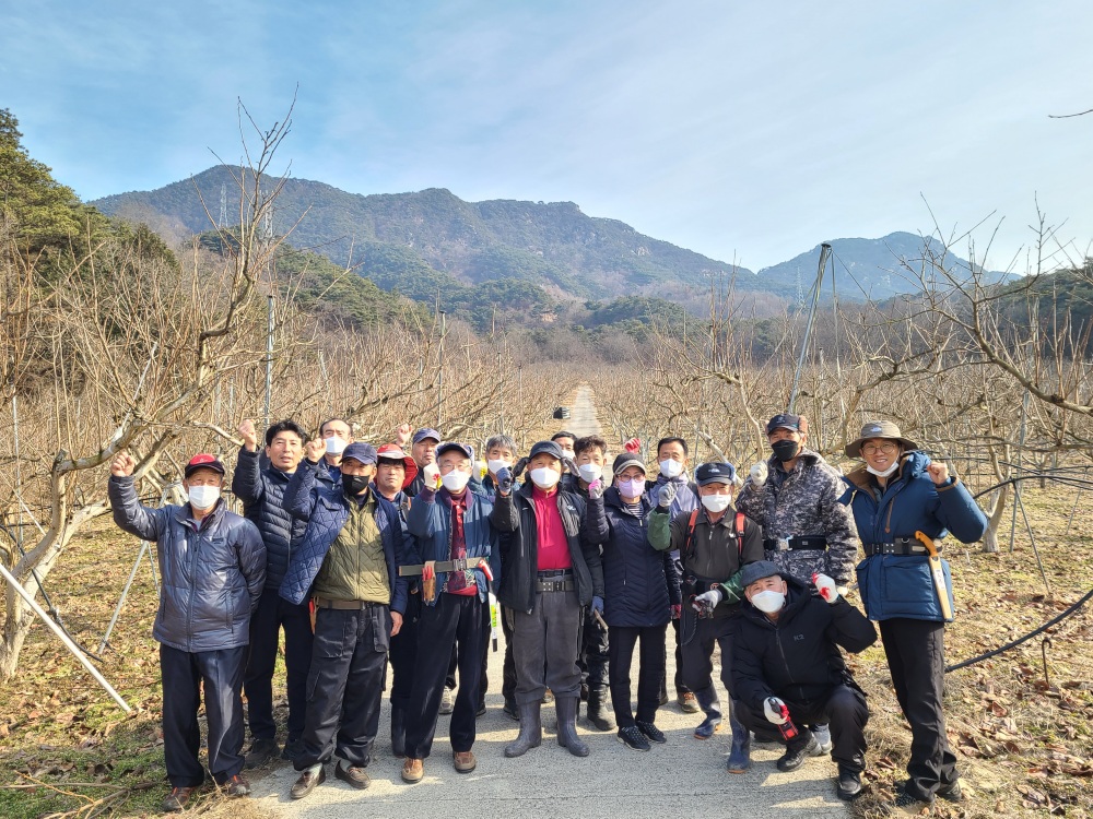 곡성군, 취약농가 대상 감 동계전정 대행사업 추진한다