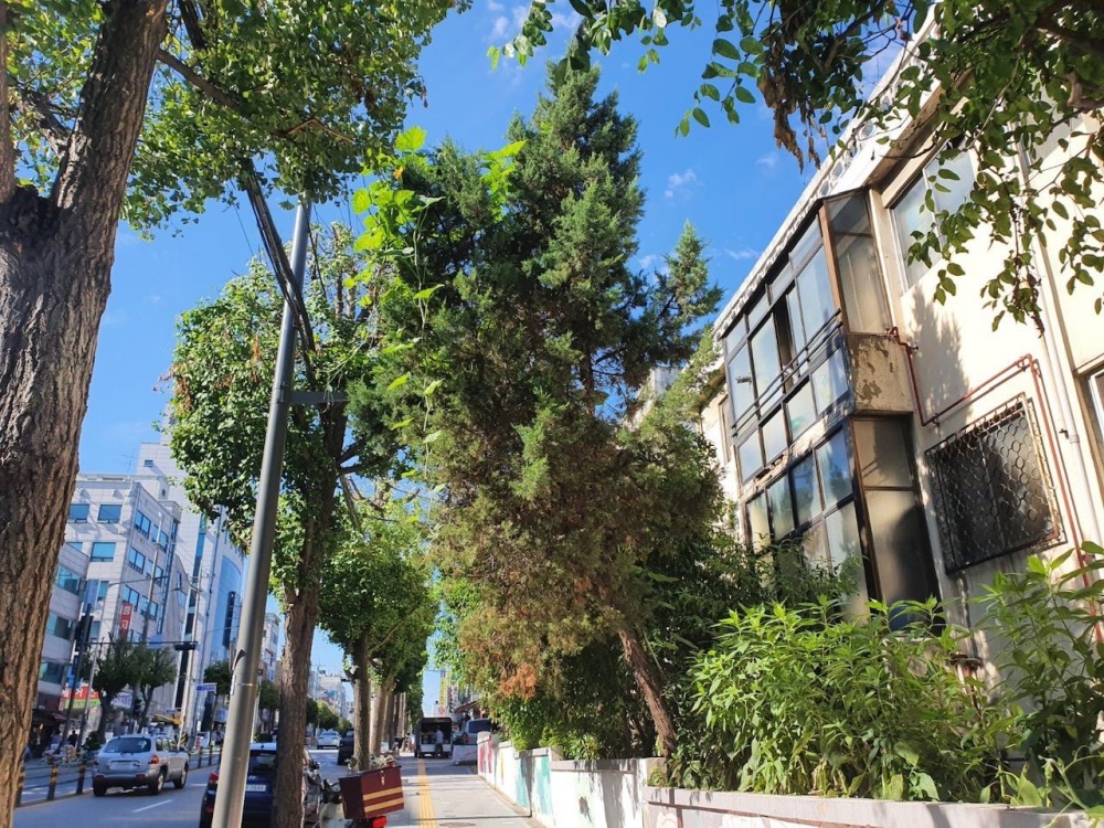 서울 광진구, '생활권 내 위험 수목 정비' 대상지 모집