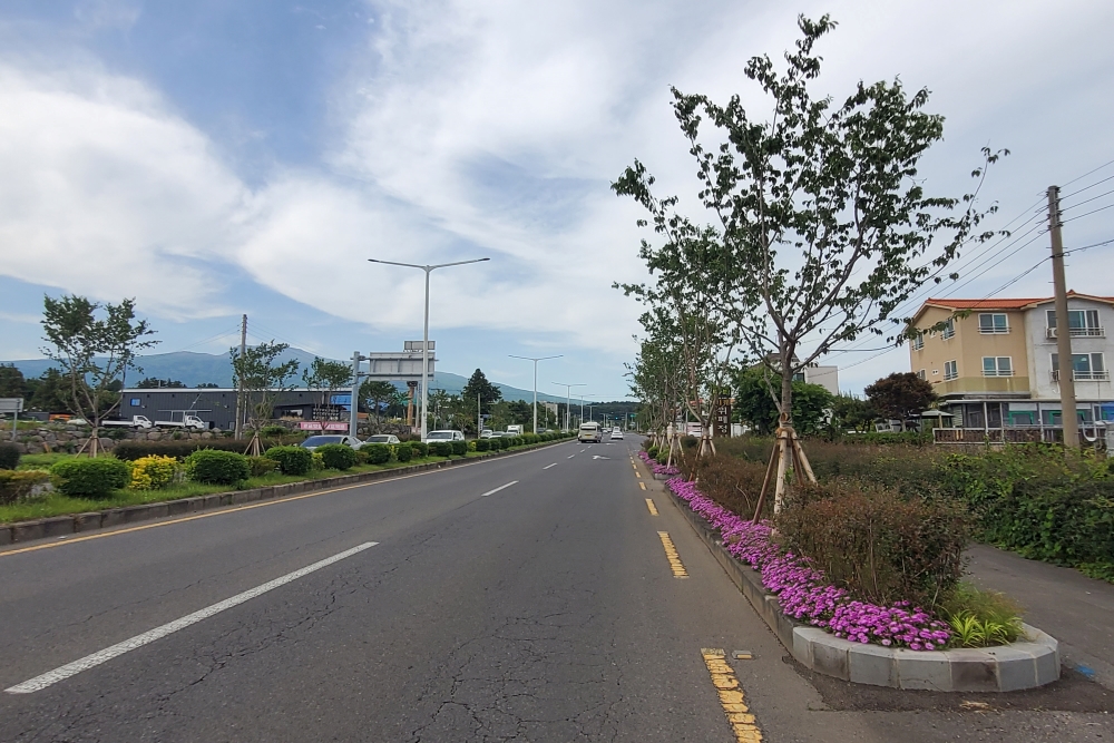 제주도,  도시숲 조성 등 가로환경 개선에 149억 원 투자한다