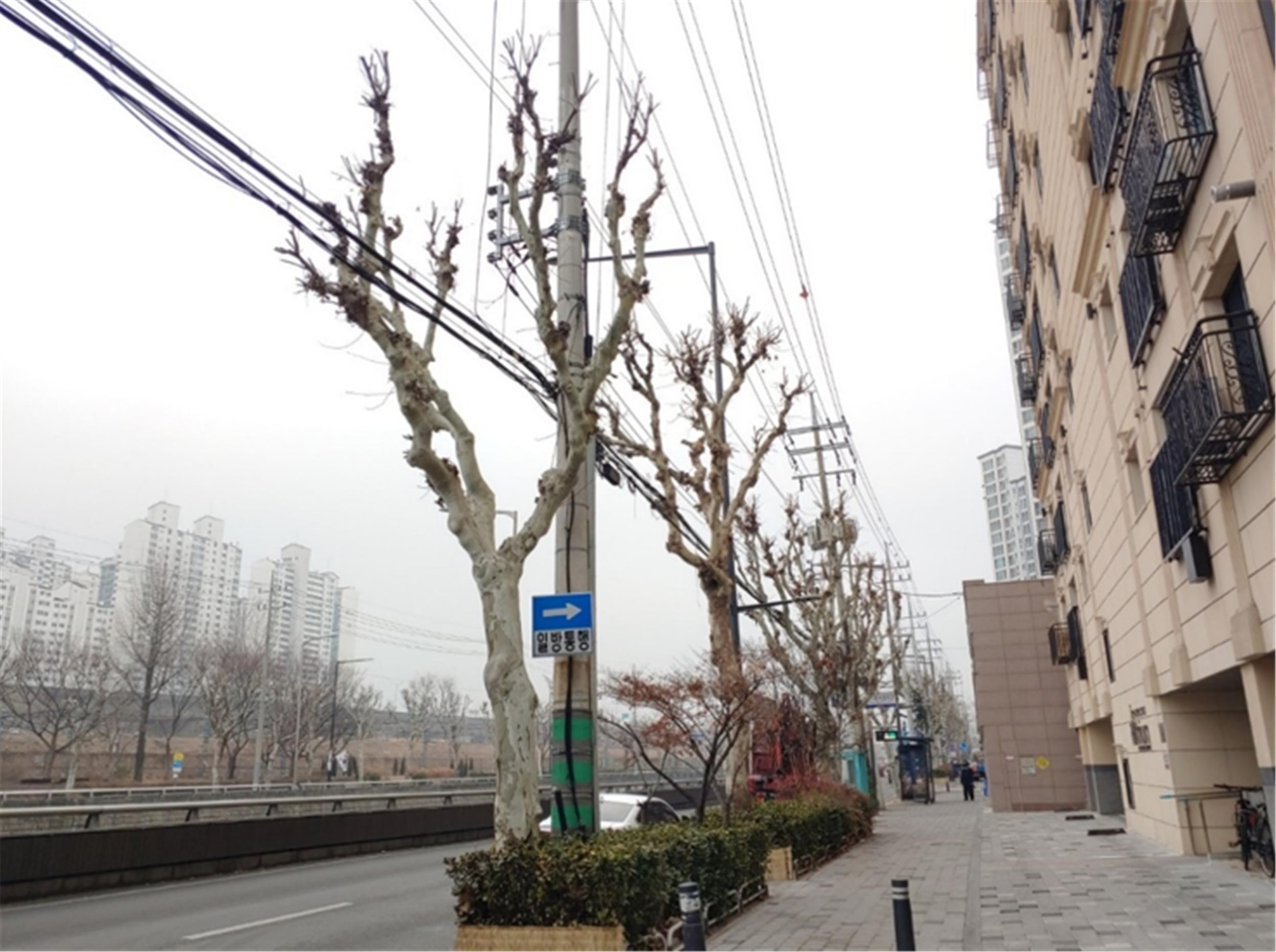 동대문구, 배전선로 노선 가로수 가지치기 실시