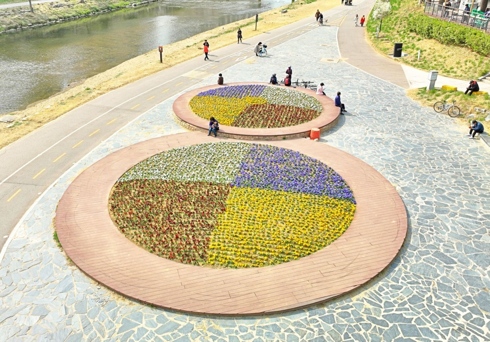 안양시, 학의천ㆍ안양천 산책로에 꽃 2만본 식재