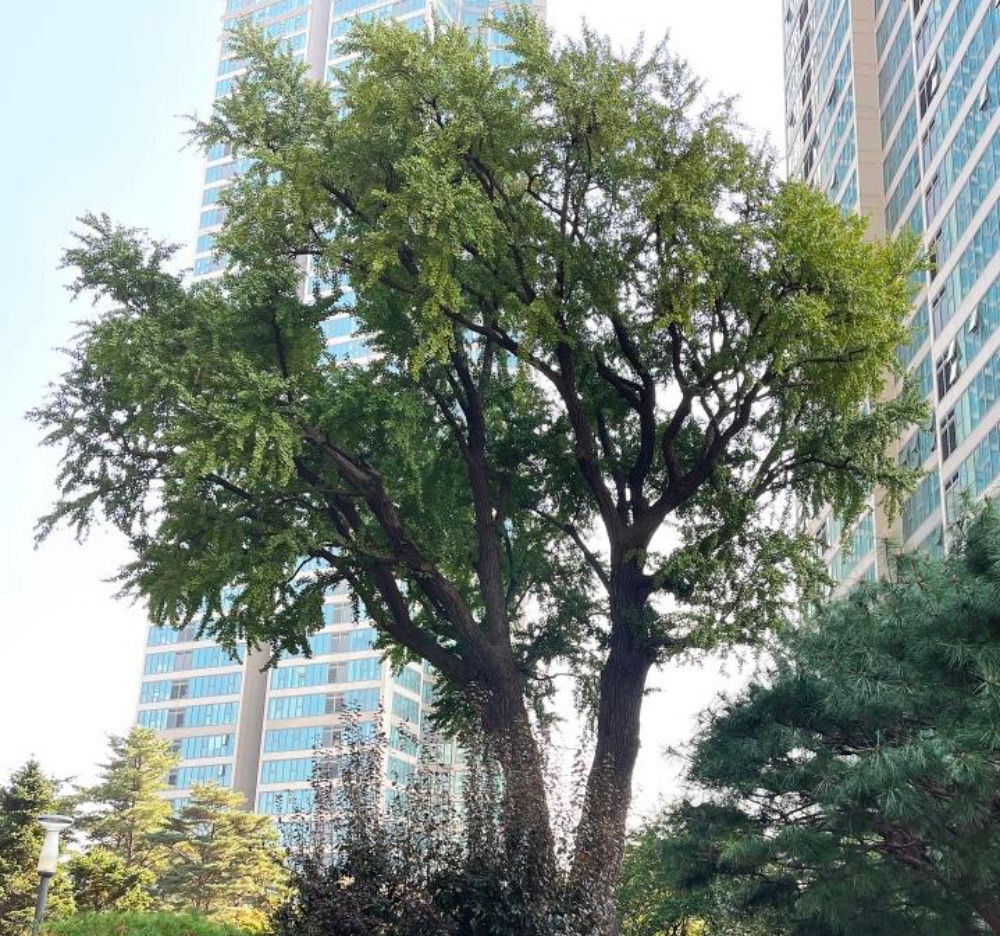 용산구, '보호수 생육환경 모니터링'으로 생육환경 개선한다!