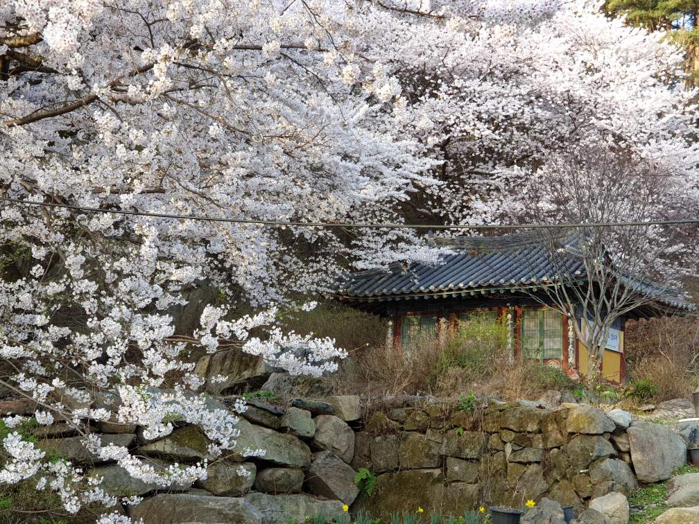 합천군, 벚꽃과 풍광이 어우러진 산사 음악회 개최