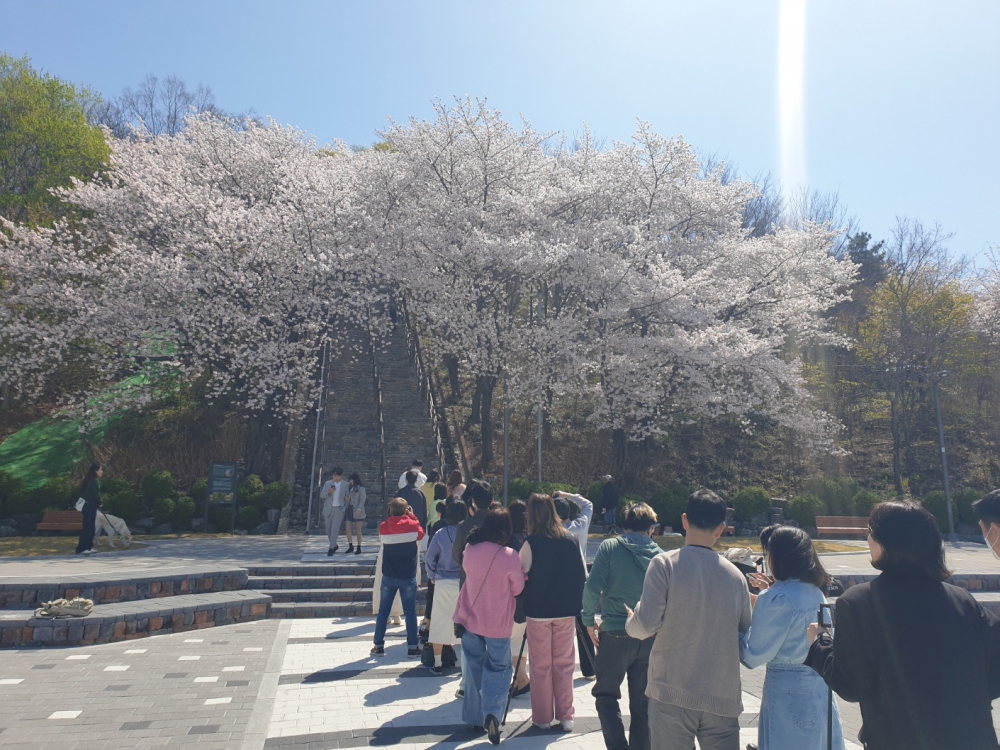 대구 북구, '침산정 벚꽃돌계단' 벚꽃 명소로 인기