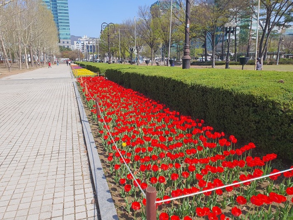 안양시, 평촌중앙공원 튤립 만개... 소중한 추억 제공
