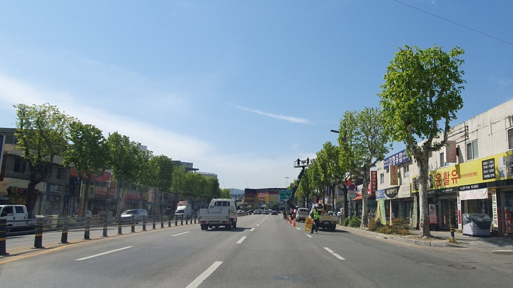 대덕구, 한남오거리 일원 가로수 관리계획 수립 및 추진