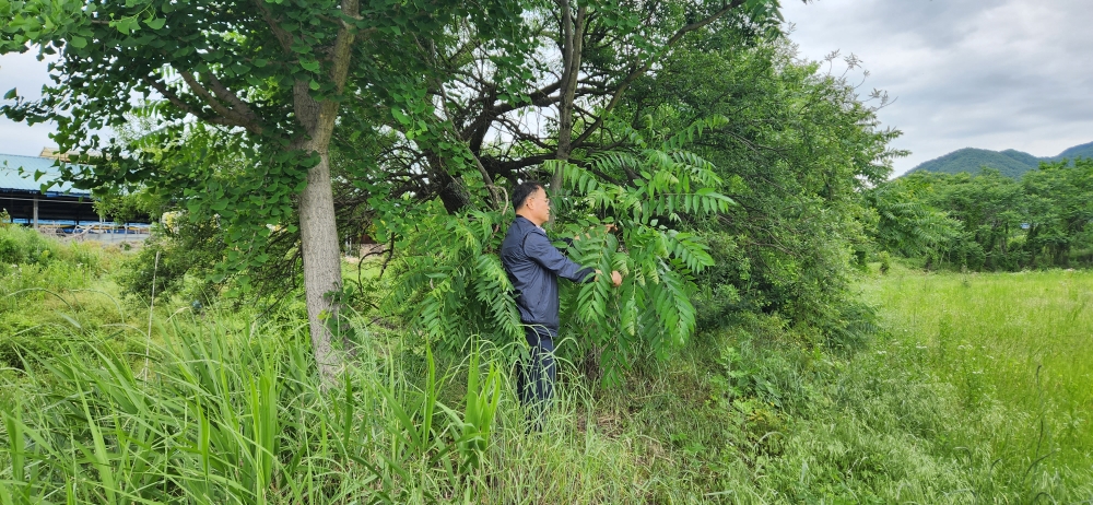 논산시, 외래 돌발 해충으로부터 농경ㆍ산림 환경 보호 나선다