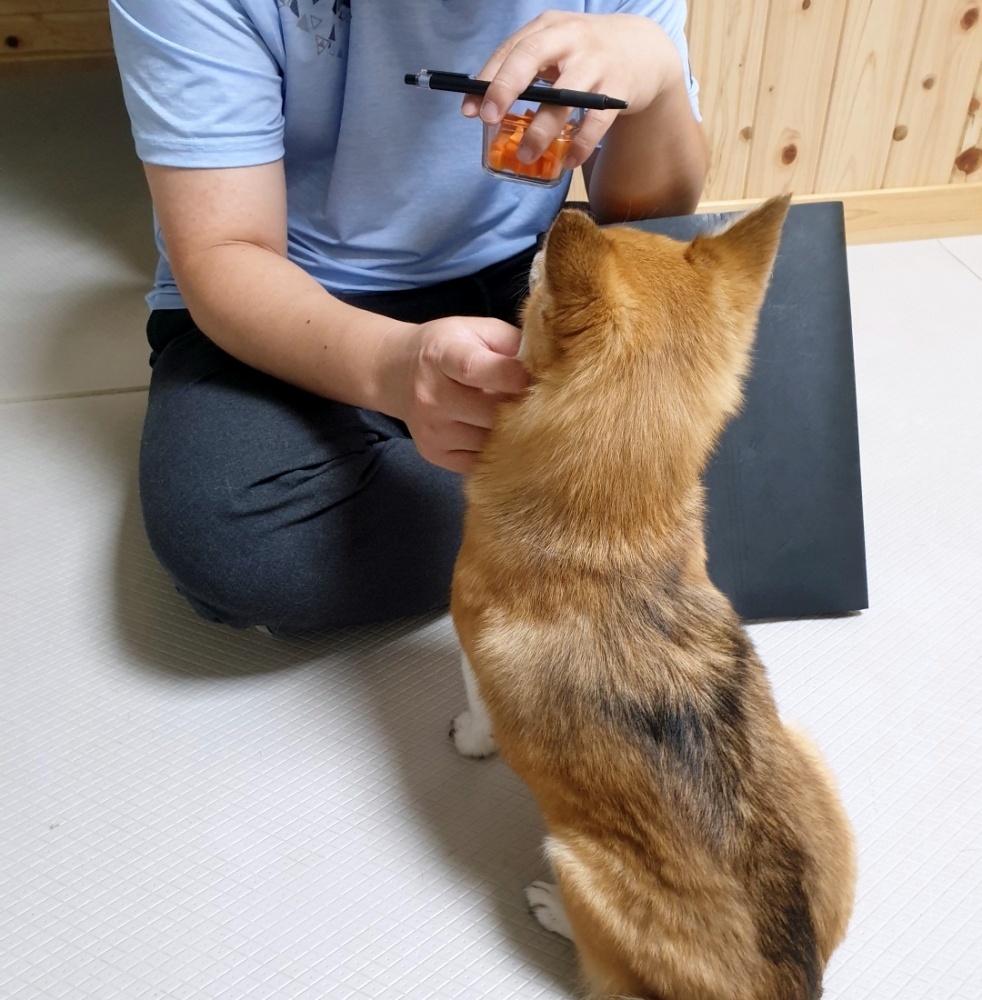 서대문구, '찾아가는 우리 동네 동물훈련사' 프로그램 운영