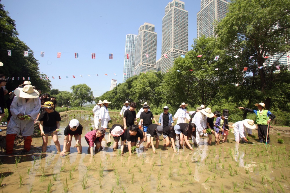 강남구, 전통 손 모내기 체험 행사 개최