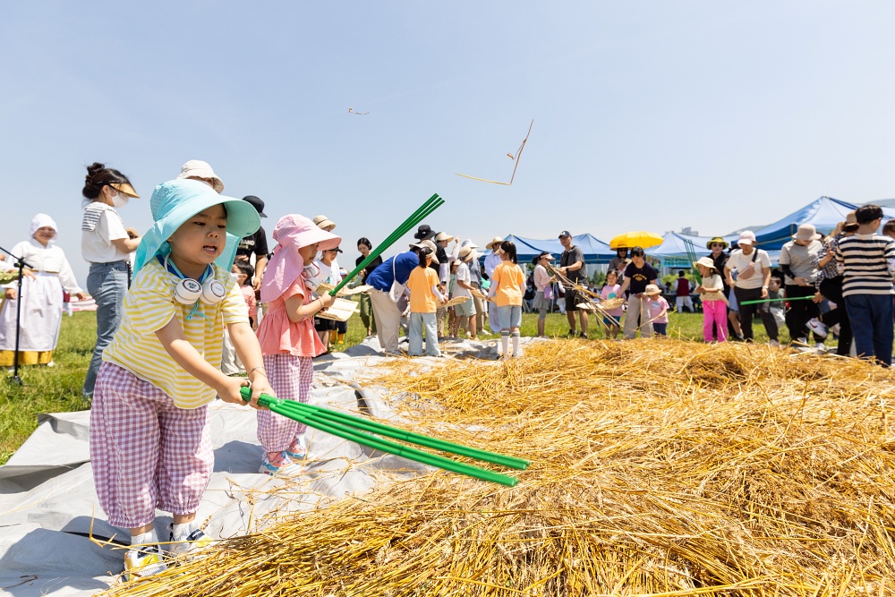 부산 북구, 전통재현 밀수확 체험 행사 실시