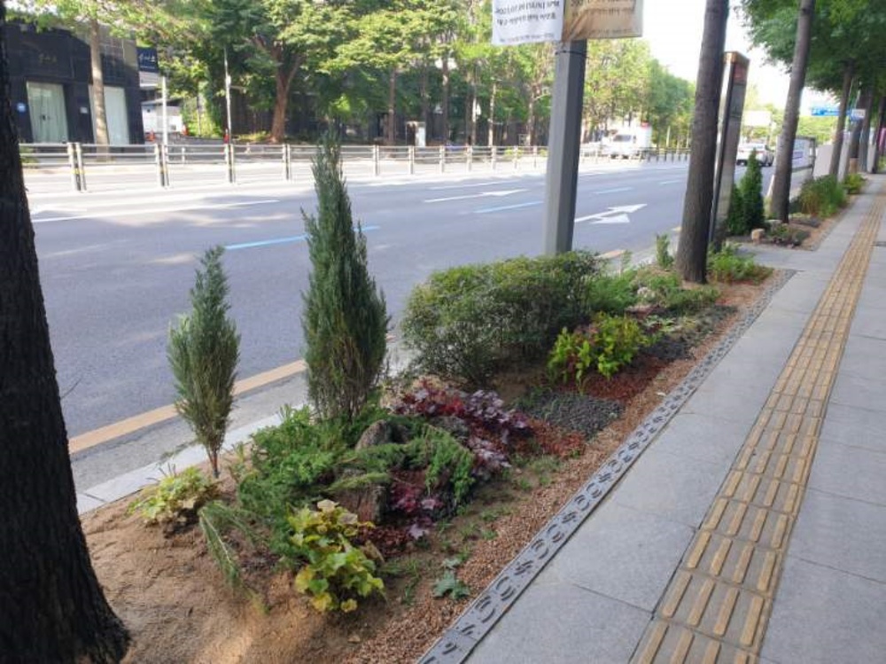 대구 중구, 오는 18일 '가로수 생육환경 개선공사' 준공