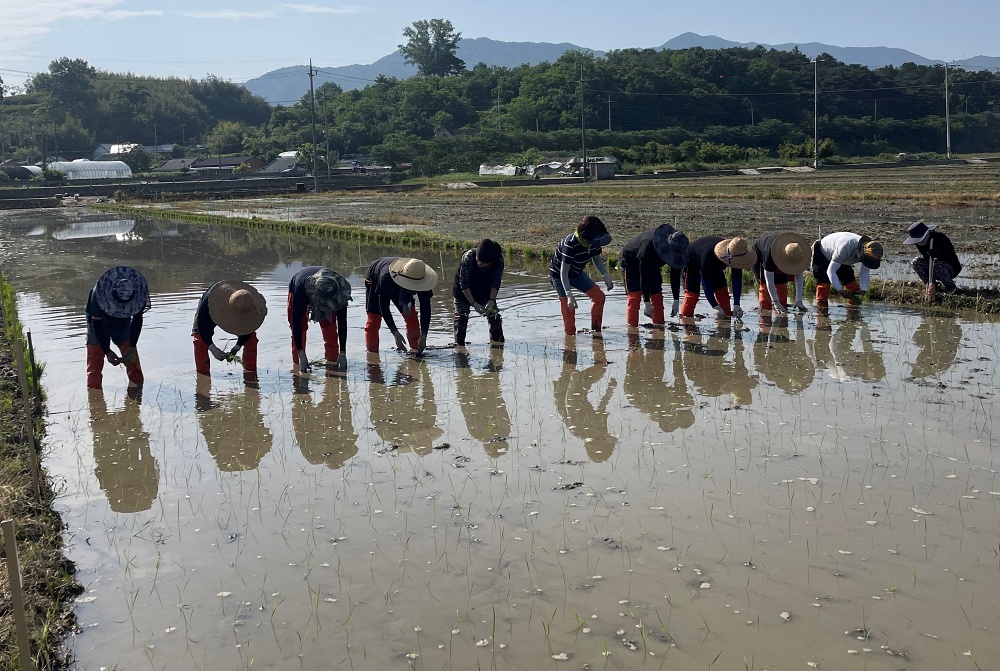 곡성군, 벼 품종 자체 개발 시험포 운영