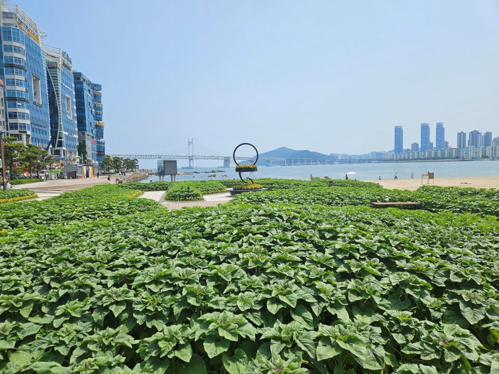 수영구, 광안리에 해바라기 화단 전시한다