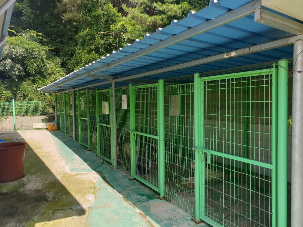 봉화군, 동물보호소 고병원성조류인플루엔자 검사 실시