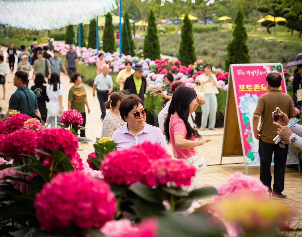 강진 수국길 축제, 경제 활성화 효과 입증