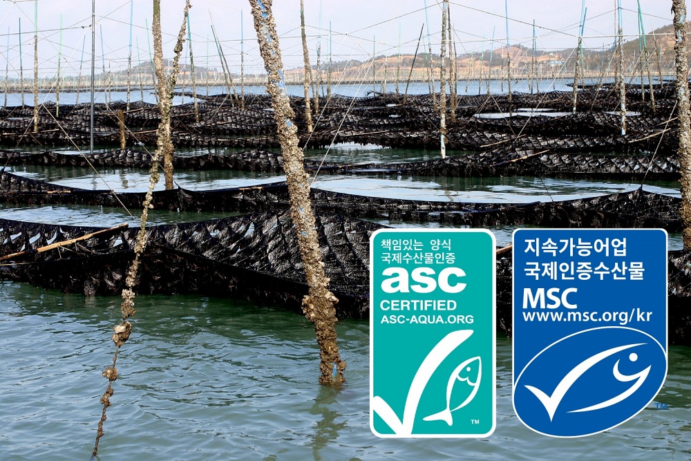 신안 지주식 김양식장 MSC-ASC 동시 인증 쾌거
